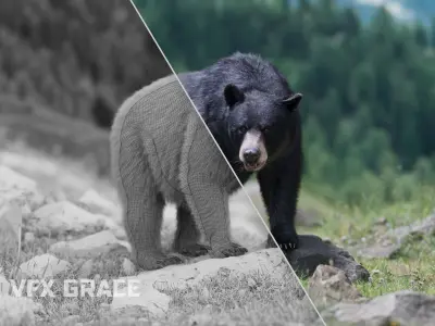 American Black Bear Animated VFX Grace 3D model
