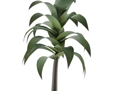 House Plant 22 3D model