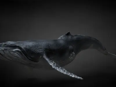 Humpback Whale C4D Rigged 3D model