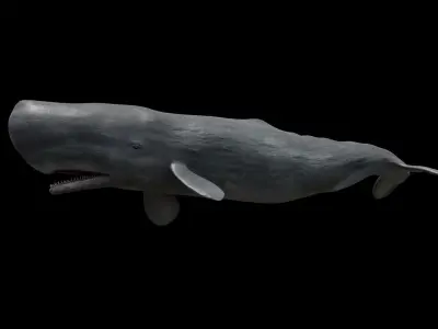 Sperm whale - cachalot Low-poly 3D model