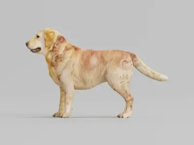 Golden Retriever Dog 3D model