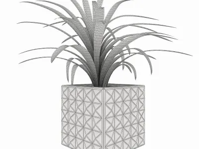 Chlorophytum comosum Free 3D model