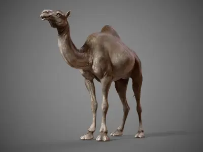  Dromedary Camels  - TPose 3D model