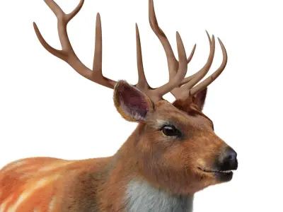 Fur Red Deer Stag NO RIG Low-poly 3D model