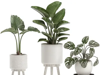 Decorative plants for the interior in white pots 557 3D model