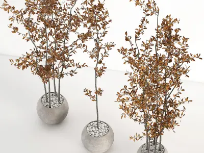 indoor plant 01 3D model