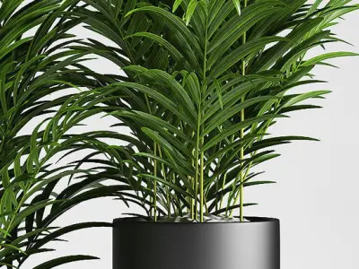 palm plants 137 3D model