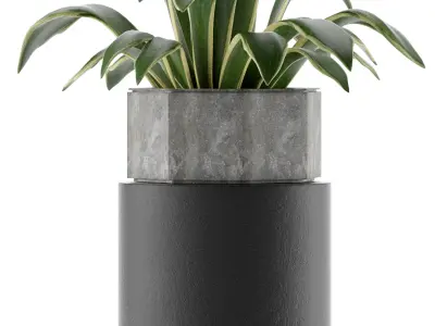 House Plant 26 3D model