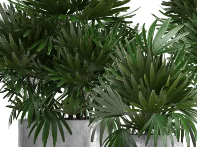 Rhapis palms 3D model