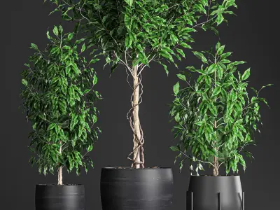 Ficus benjamina trees in a flowerpot for interior design 553 3D model