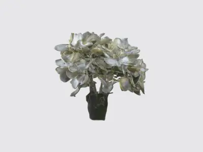 Stephanotis flowers Low-poly 3D model