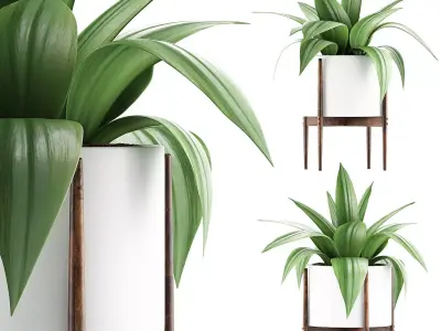 Plants Collection 63 3D model