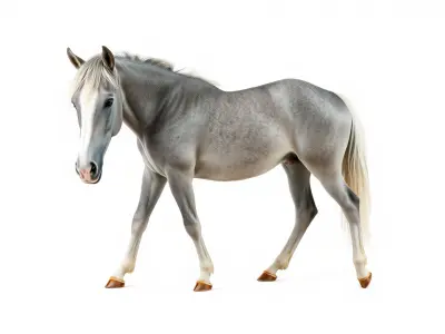 Gray Warmblood Horse with White Transition Low-poly 3D model