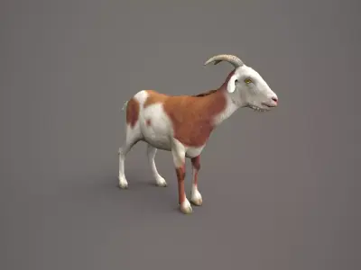 Dairy Brown Goat 3D model