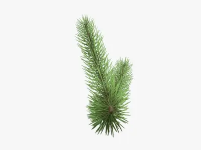 Fir tree branch 03 3D model