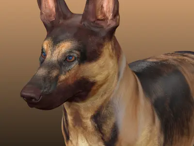 German Shepherd Rig 3D model