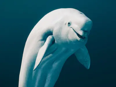 Beluga Whale 3D model