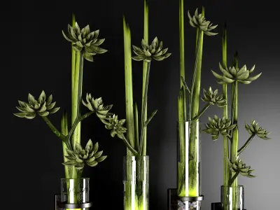 Decor plants 3D model
