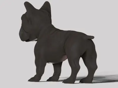 frenchie bulldog Low-poly 3D model