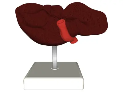 medical model Pack  3D model