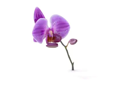 Vibrant Orchid model pack Low-poly 3D model