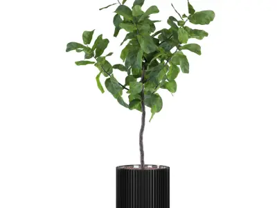 Big ficus lyrata in modern flower pot 3D model