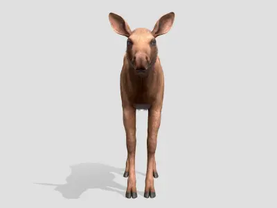Moose - Calf Low-poly 3D model