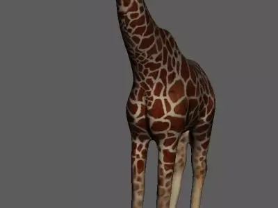 Zeraf giraffe Low-poly 3D model