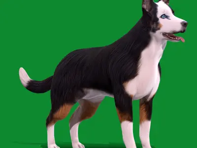 Panda German Shepherd Dog Low-poly 3D model