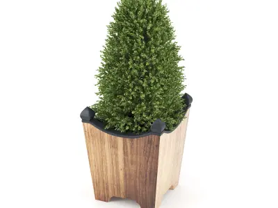 BOXWOOD TOPIARY 3D model