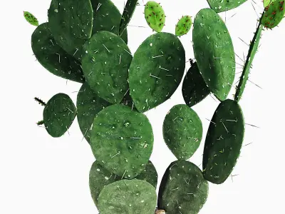 Plant 9 two cactus plants in basket 3D model