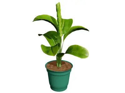 Indoor Potted Plants 3D Model Low-poly 3D model