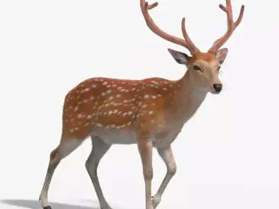 Male Sika Deer VFX Grace 3D model