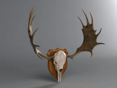 Moose Skull  Low-poly 3D model