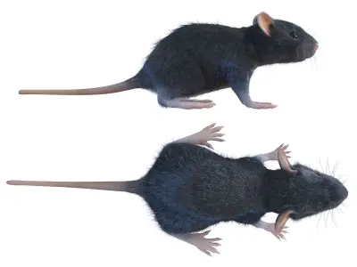 Animal Rat 3D model