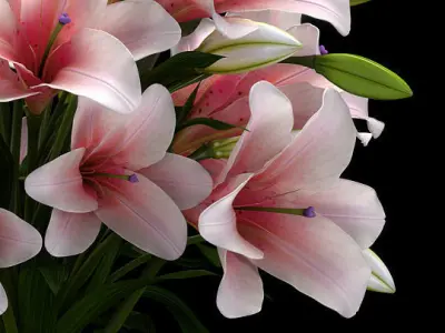 LILY 2 lilies in vase 3D model