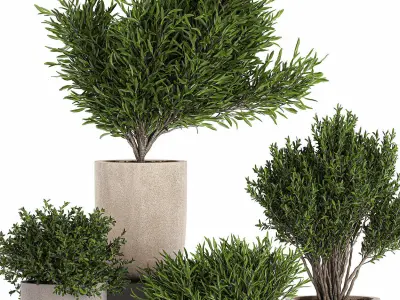 Decorative tree in a flowerpots 803 3D model