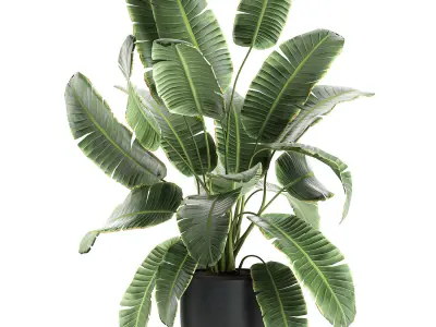 Decorative banana palms in flower pots for the interior 588 3D model