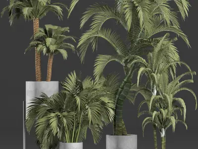 Plants Collection 197 Palms 3D model