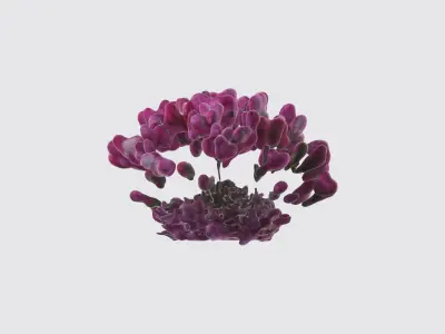 Dianthus Flowers Low-poly 3D model