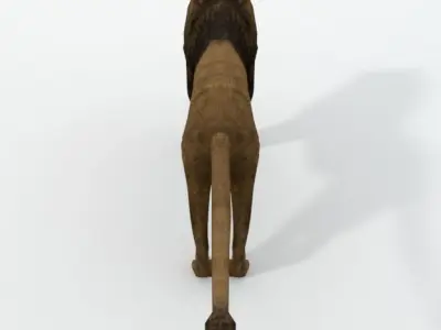 Lion Safari Low-poly 3D model