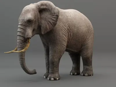 3D Rigged Elephant model Low-poly 3D model