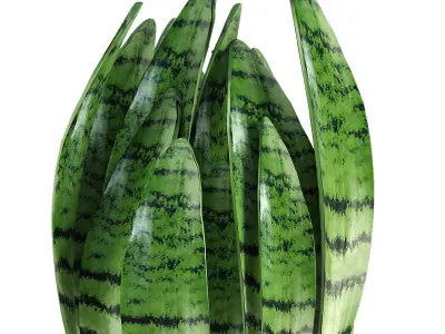 Plant in Pot Flowerpot Exotic Plant 3D model