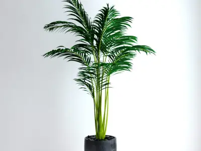 Areca Palm 3D model purchase