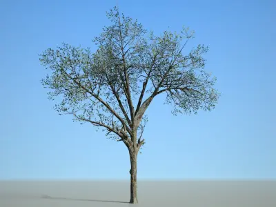 Broadleaf 003 Low-poly 3D model