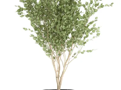 Tree in a black pot for the interior 697 3D model