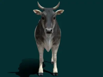 Asian Zebu Cattle Animal Low-poly 3D model
