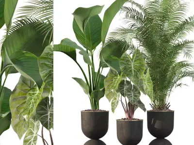 Plants collection 115 3D model