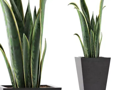 Plants Collection 95 3D model