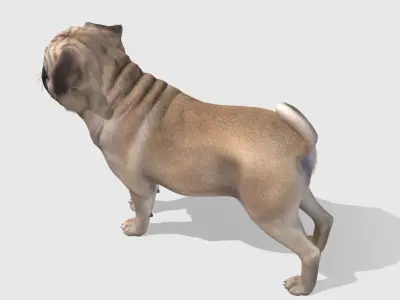 Dog - Pug Low-poly 3D model